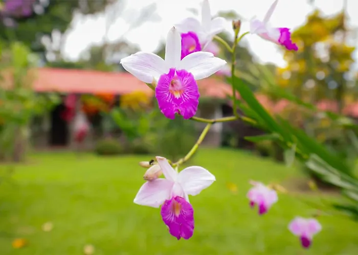 Volcano Lodge, Hotel & Thermal Experience